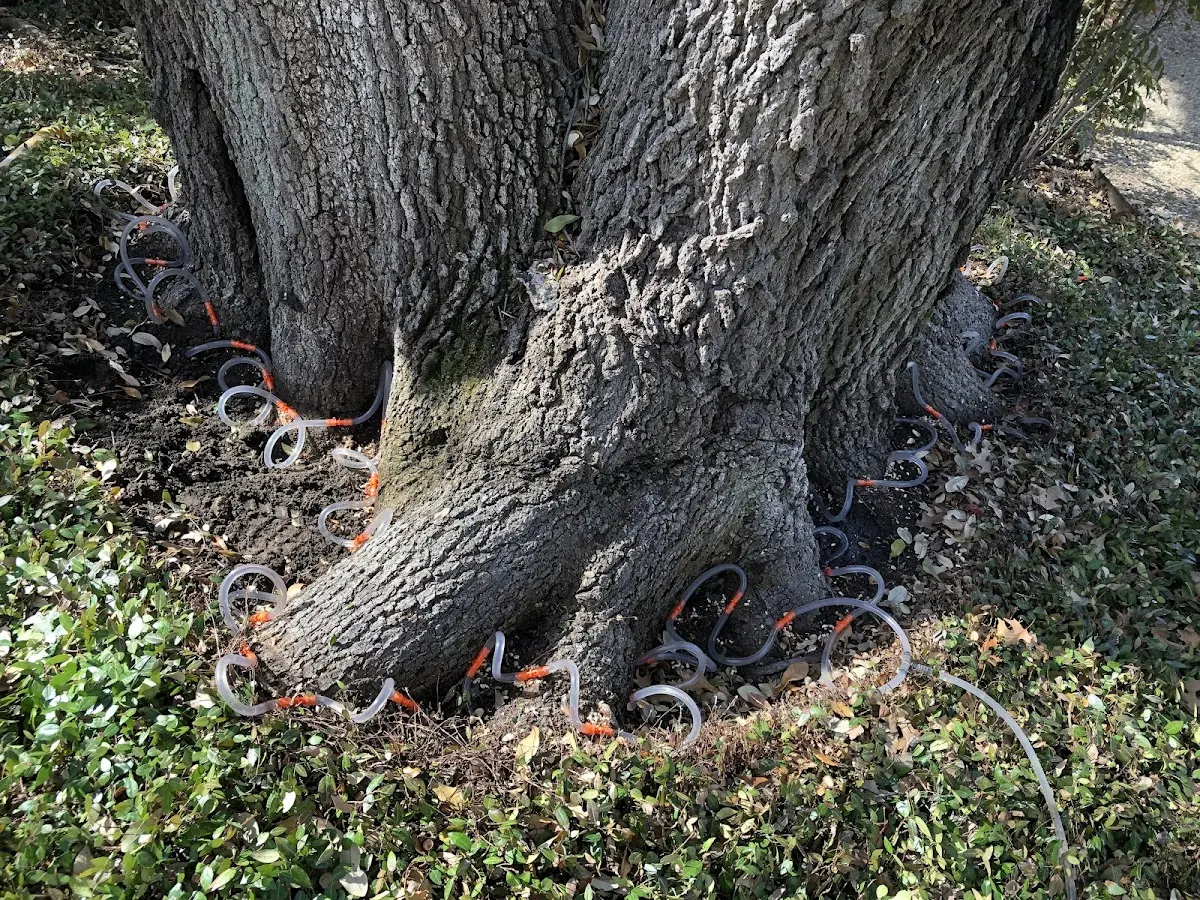 Detailed Tree Cabling and Bracing job site in Ledger