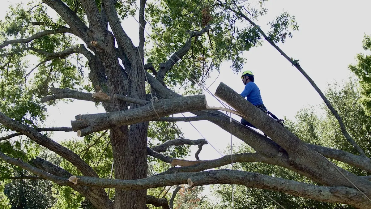 Professional Crown Thinning performed by certified arborists in Ledger